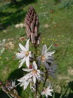 Blume;Türkei